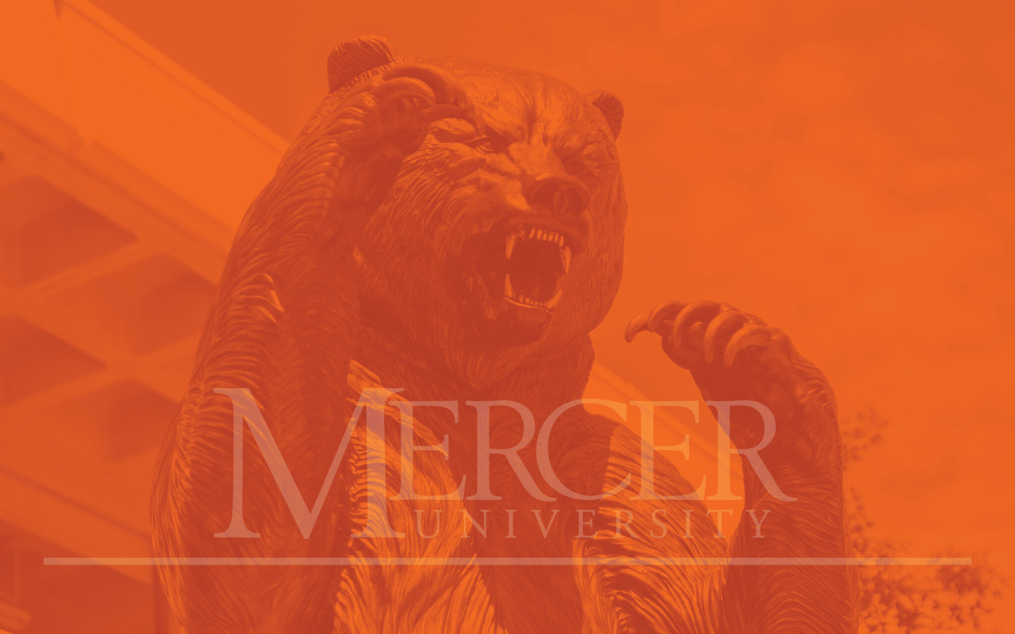 Mercer Bear Desktop Wallpaper